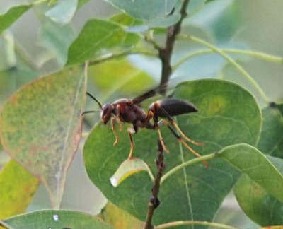 [The wasp with yellow and black legs stands on a leaf. It has dark antenna and what appears to be a purple and black two segmented body. This is a side view of the insect.]